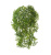 Ватер-грасс (Рясковый мох) куст зеленый - Фото 1