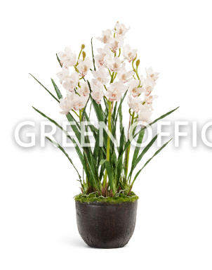 Орхидея Цимбидиум куст белый 3 ветки с имитацией земли (без кашпо) - Фото 1