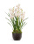 Орхидея Цимбидиум куст белый 3 ветки с имитацией земли (без кашпо) - Фото 1