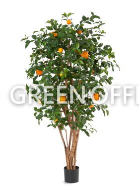 Апельсиновое дерево с плодами - Фото 1