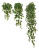 Английский плющ Биг Олд Тэмпл крупнолистный зеленый - Фото 1