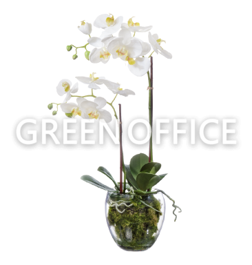 Орхидея Фаленопсис белая (иск.) с мхом, корнями, землёй 60см - Фото 1
