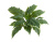 Хоста Соу Свит зелёная с белой каймой (Sensitive Botanic) - Фото 1