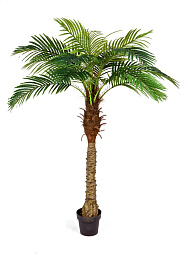 Финиковая пальма Новая