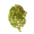 Ватер-грасс (Рясковый мох) куст св.зеленый со св.коричневым - Фото 1