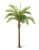 Финиковая пальма Гигантская - Фото 1