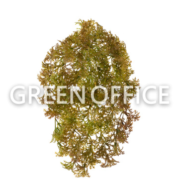 Ватер-грасс (Рясковый мох) куст светло-коричнево-зеленый - Фото 1