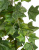 Английский плющ Биг Олд Тэмпл крупнолистный зеленый - Фото 2